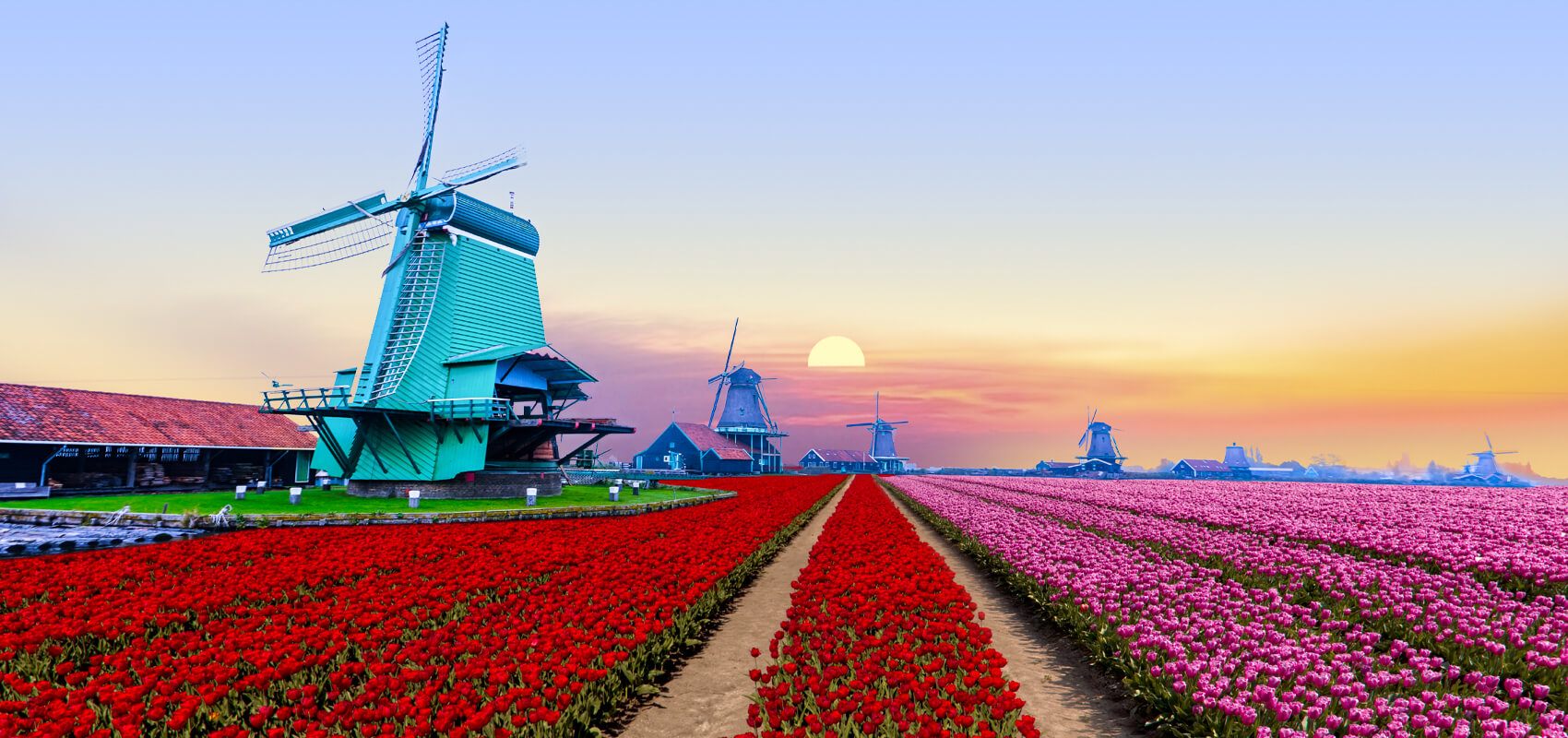 Colourful tulip fields Dutch windmill sunset scene