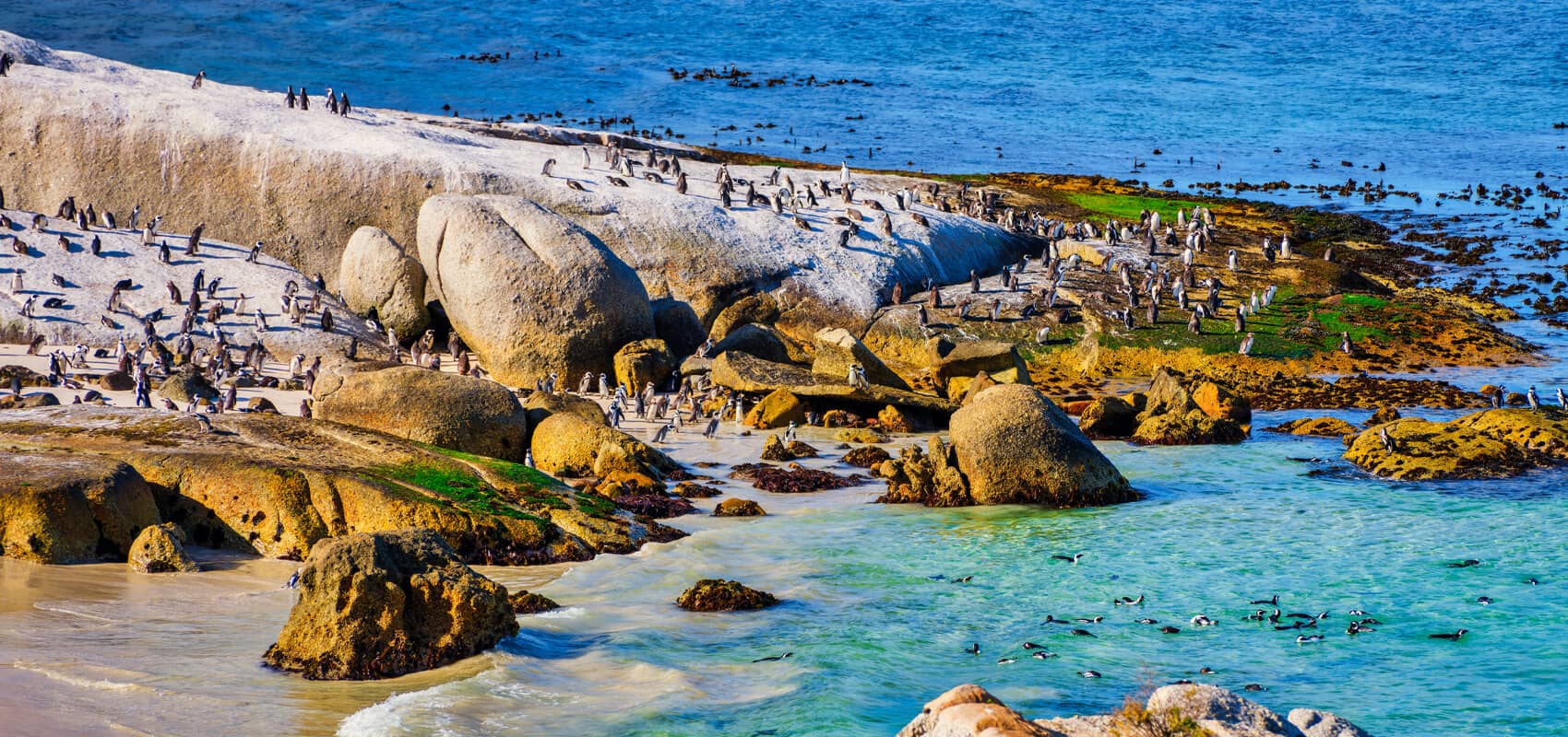 Playful African penguins at Boulders Beach, part of the Cape Peninsula’s stunning coastal landscape