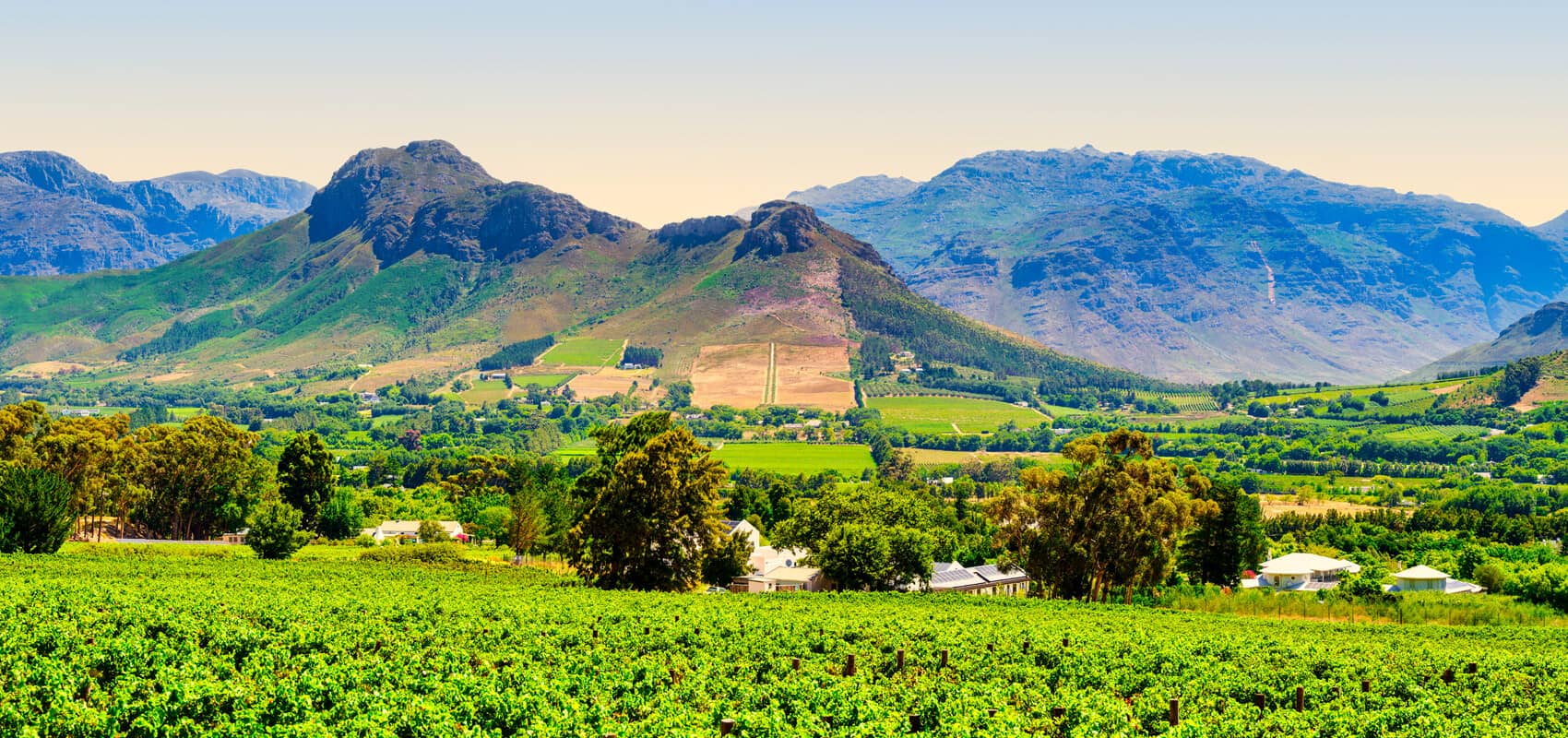 Lush vineyards of Franschhoek cascading down the slopes with the majestic Langeberg Mountain