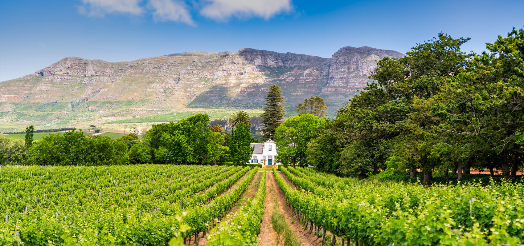 Rows of vines stretching toward a Cape-Dutch wine farm at Buitenverwachting in Constantia Wine Valley.