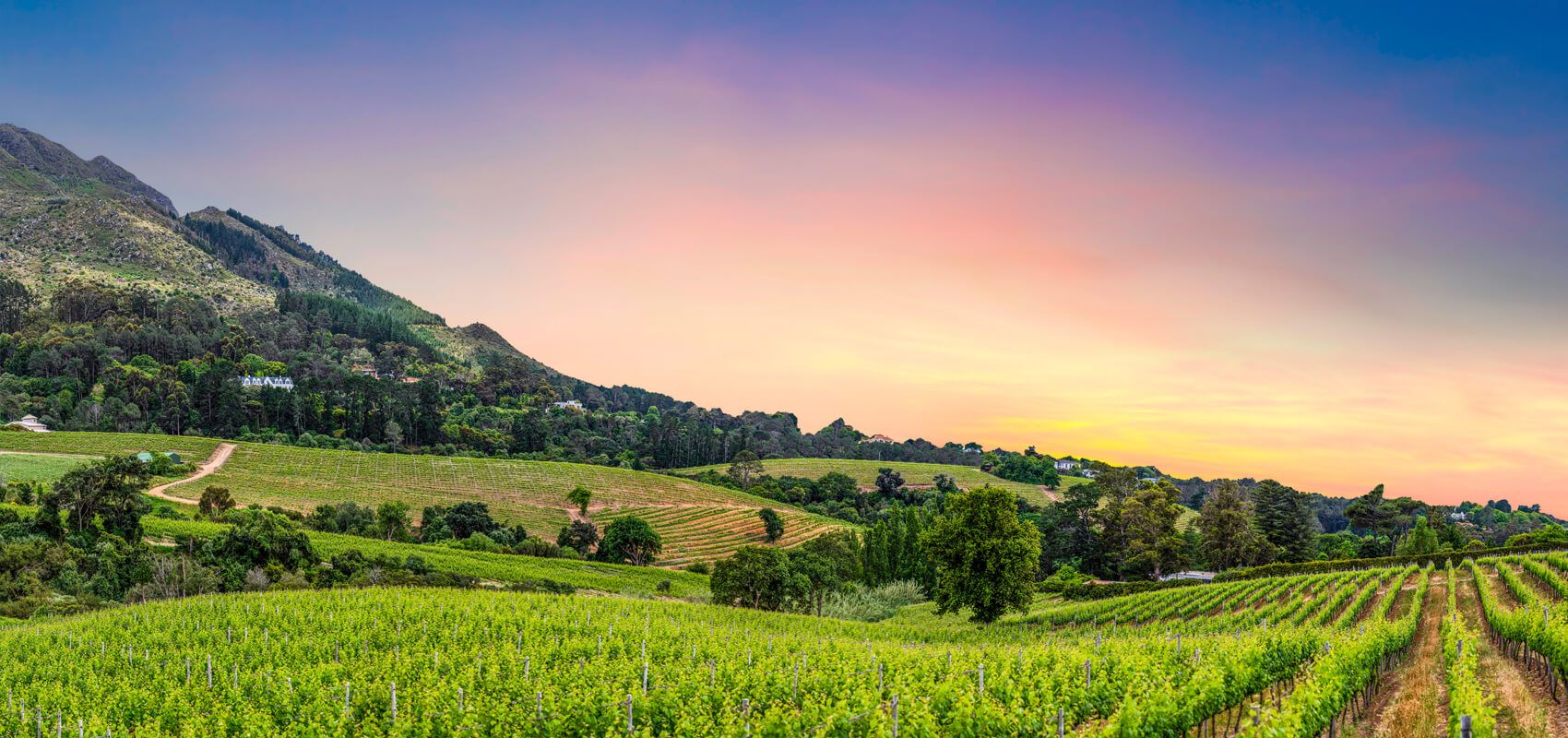 Expansive vineyards of Constantia Valley with rolling hills and majestic mountains in the background.