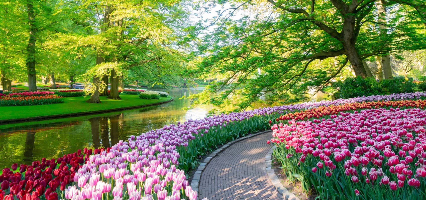 Colorful tulips and beautiful walkways along the lakeside in Keukenhof Gardens