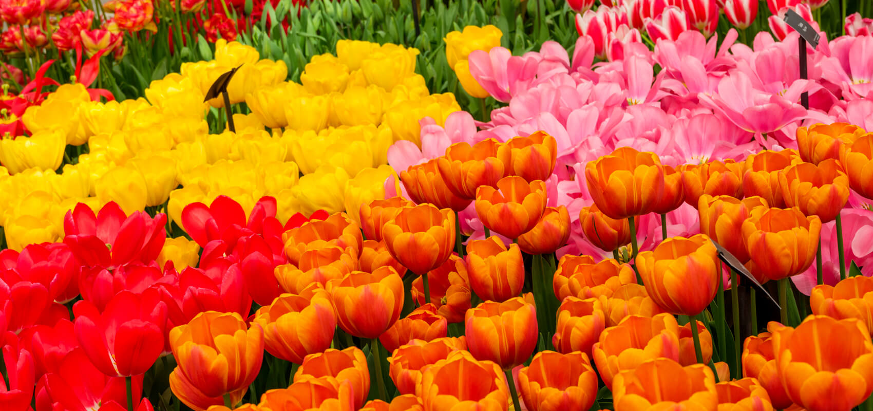 Vibrant tulip display inside the Willem-Alexander Pavilion at Keukenhof Gardens.