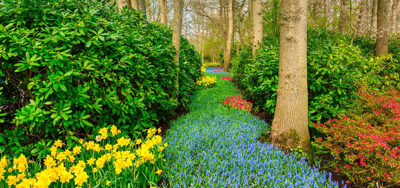 Keukenhof's vibrant flower beds in a tree-lined alley