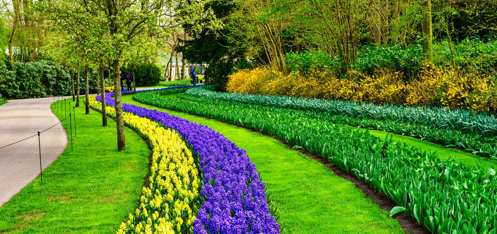 Winding rows of vibrant flowers at Keukenhof Gardens