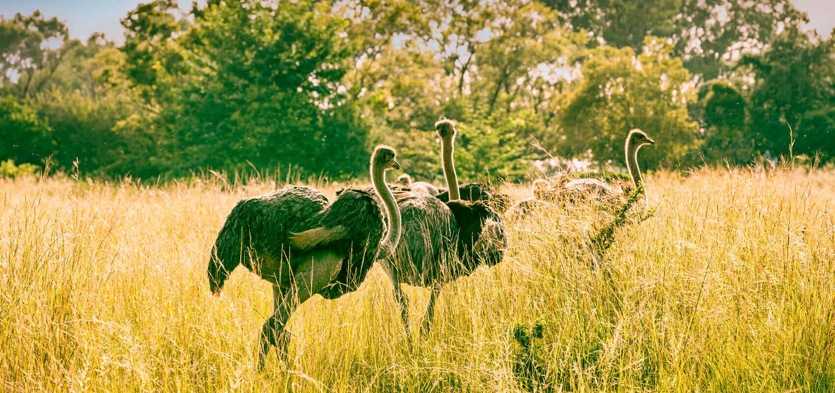 Ostriches roaming freely in Oudtshoorn, the heart of South Africa's Garden Route